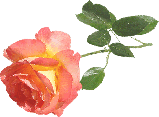 Róże obraz #1270