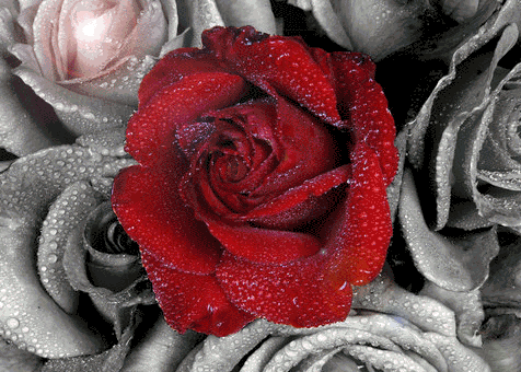 Róże obraz
