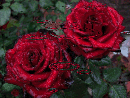 Róże obraz