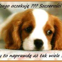 Słodki szczeniak cavaliera leży smutno; napis: „Czego oczekuję? Szczerości! Czy to naprawdę aż tak wiele?”