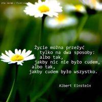 Białe stokrotki na zielonym tle i inspirujący cytat o cudach życia