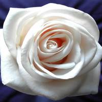 Roze