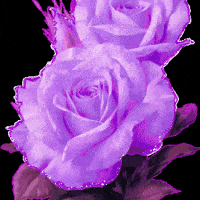 Roze