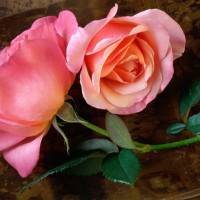 Roze