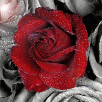 Roze