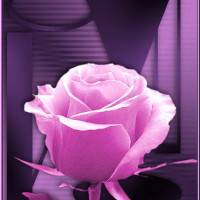 Roze