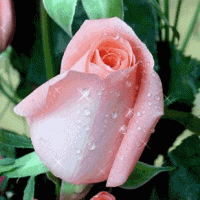 Roze