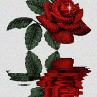Roze