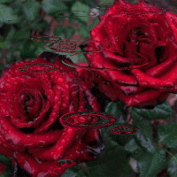 Roze