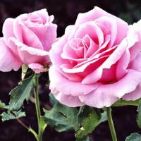 Roze